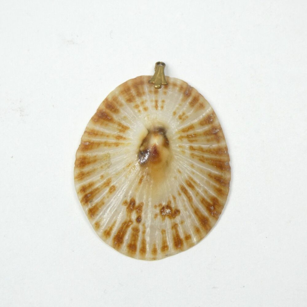 Limpet Shell Pendant Vintage 1 3/4" Seashell Natural